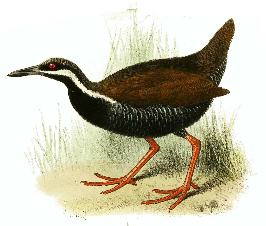 Barred Rail