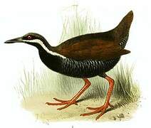 Barred Rail