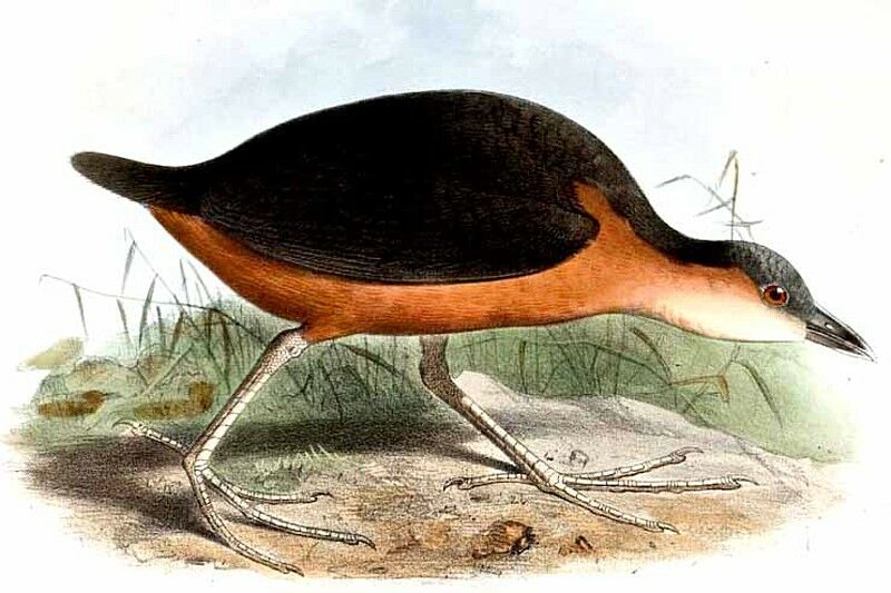 Rusty-flanked Crake