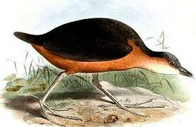 Rusty-flanked Crake