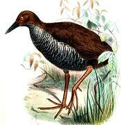 Pink-legged Rail