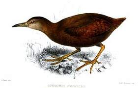 Lord Howe Woodhen