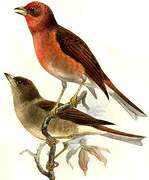 Blanford's Rosefinch