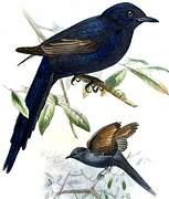 Narrow-tailed Starling