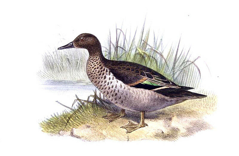 Andean Teal