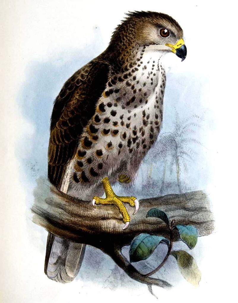 Congo Serpent Eagle