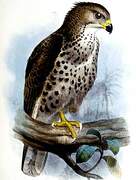 Congo Serpent Eagle