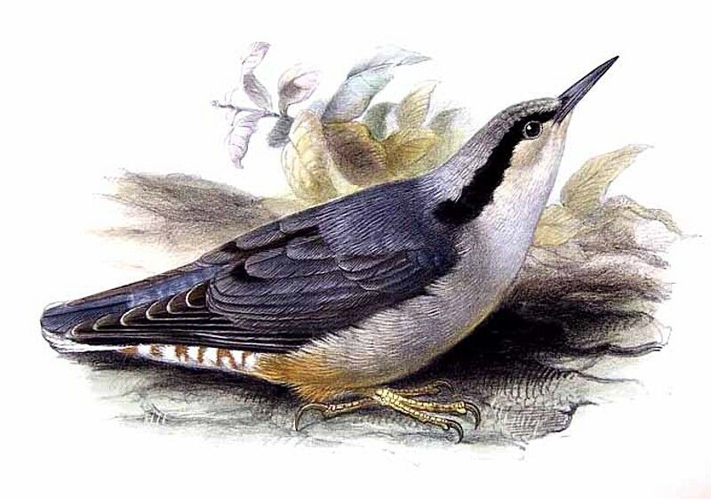 Giant Nuthatch