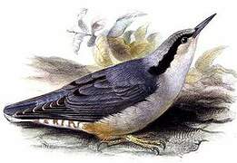 Giant Nuthatch