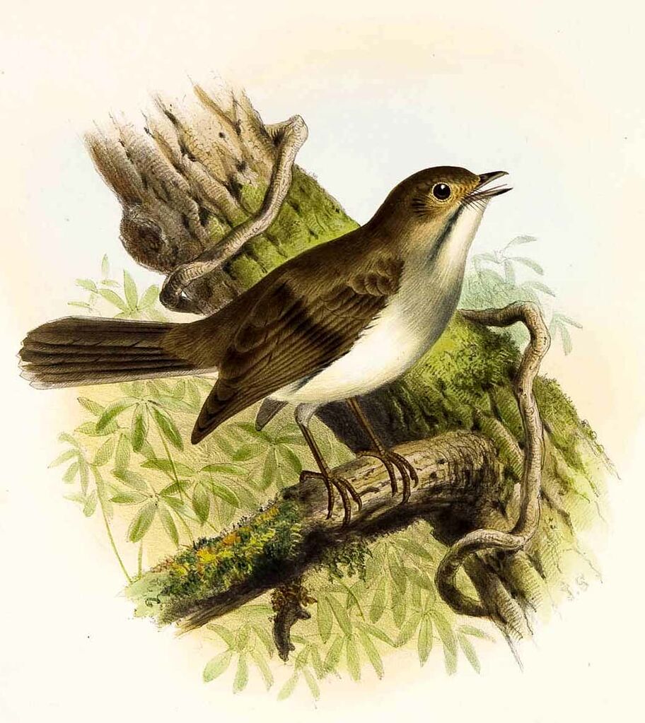 Cuban Solitaire