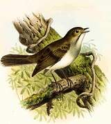 Cuban Solitaire