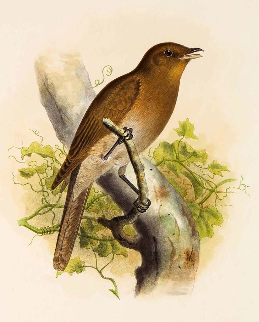 Rufous-brown Solitaire 1 - alphabetic order by Joseph Smit - ref:josm