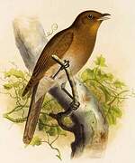 Rufous-brown Solitaire