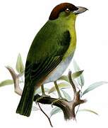 Rufous-browed Peppershrike