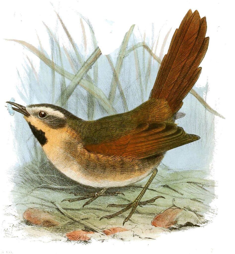 Ochre-cheeked Spinetail