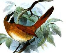 White-whiskered Spinetail