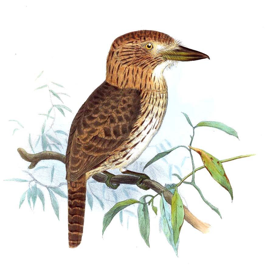 Eastern Striolated Puffbird