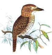 Eastern Striolated Puffbird