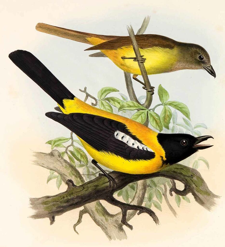 Black-throated Shrike-Tanager