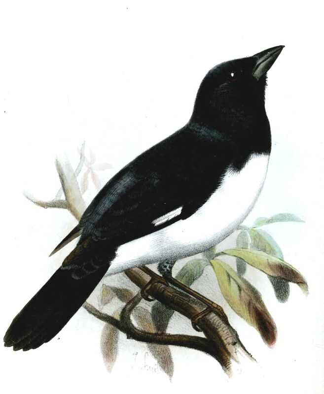 Black-and-white Tanager