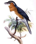 Slaty Tanager