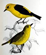 Black-and-yellow Tanager