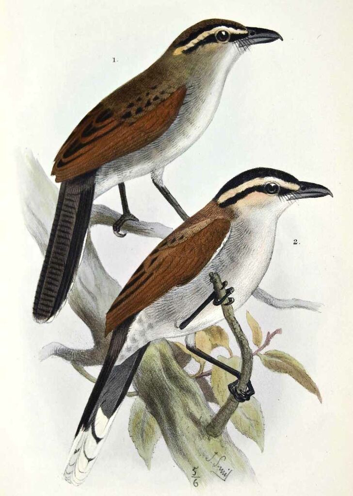 Brown-crowned Tchagra