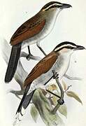 Brown-crowned Tchagra