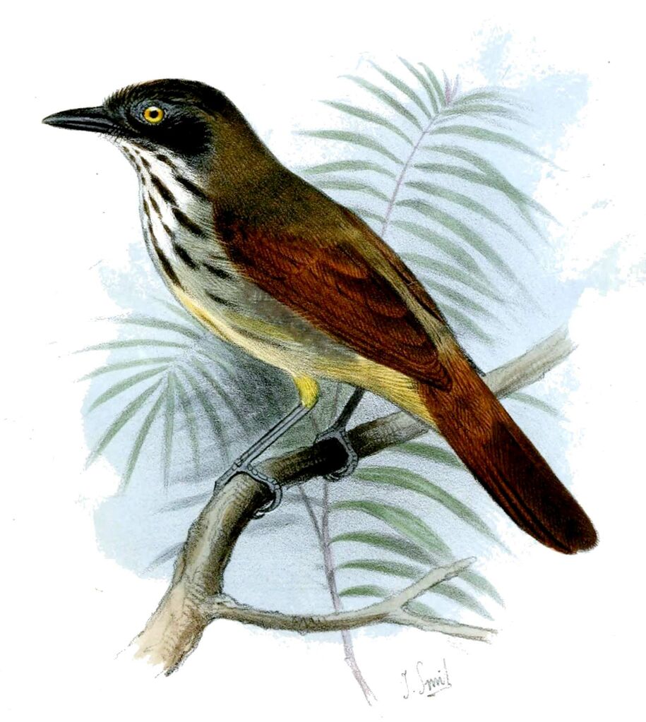 Pin-striped Tit-Babbler