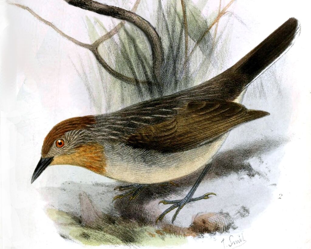 Rusty-crowned Babbler, identification