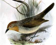 Rusty-crowned Babbler