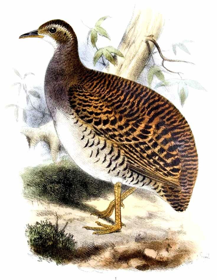 Pale-browed Tinamou