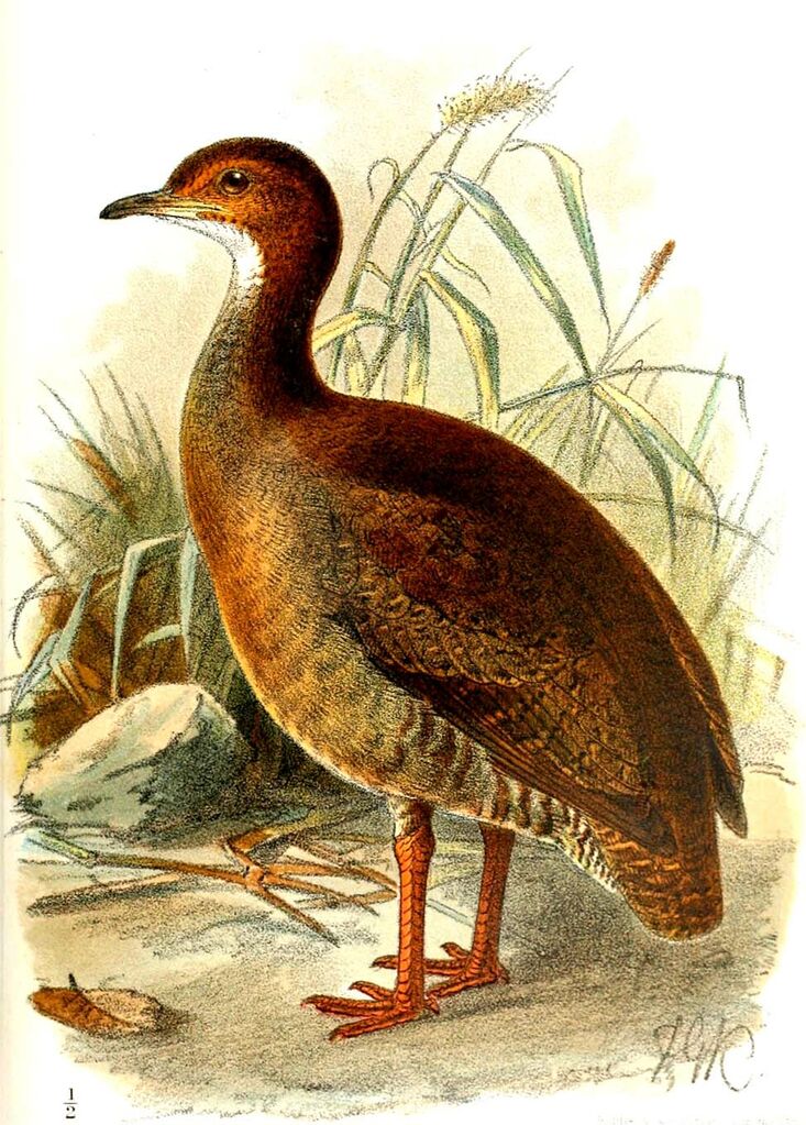 Red-legged Tinamou