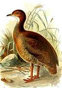 Red-legged Tinamou