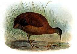 Brown Tinamou