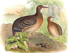 Thicket Tinamou