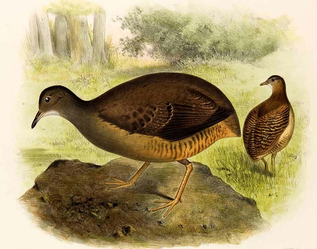 Slaty-breasted Tinamou