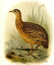 Tinamou de Darwin