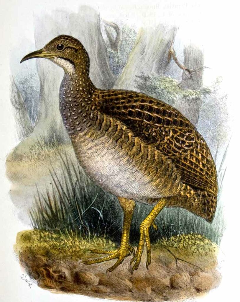 Taczanowski's Tinamou