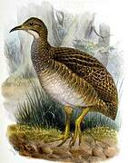 Taczanowski's Tinamou