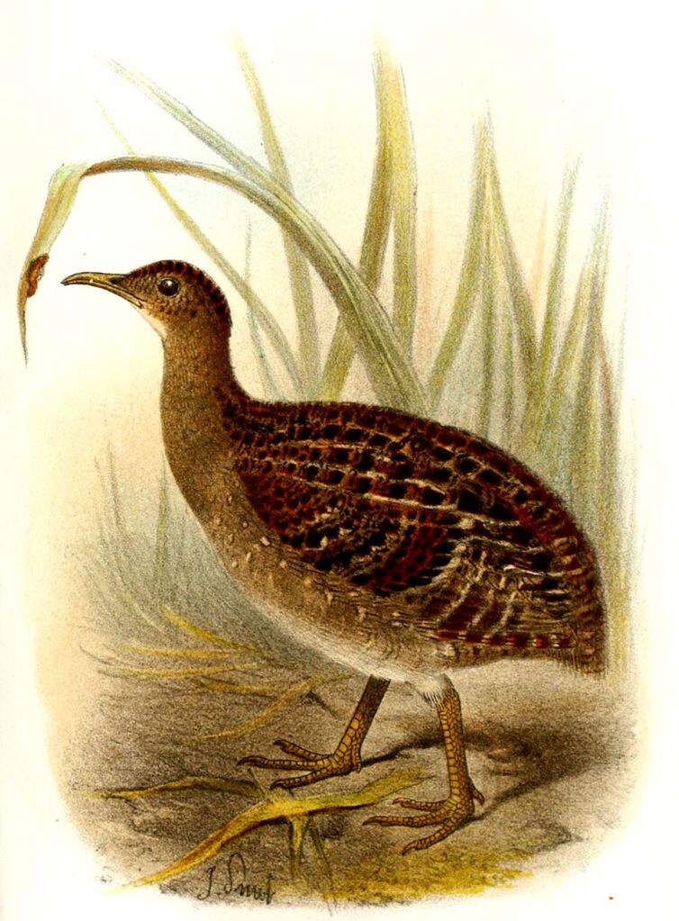 Tinamou des Andes