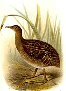 Andean Tinamou