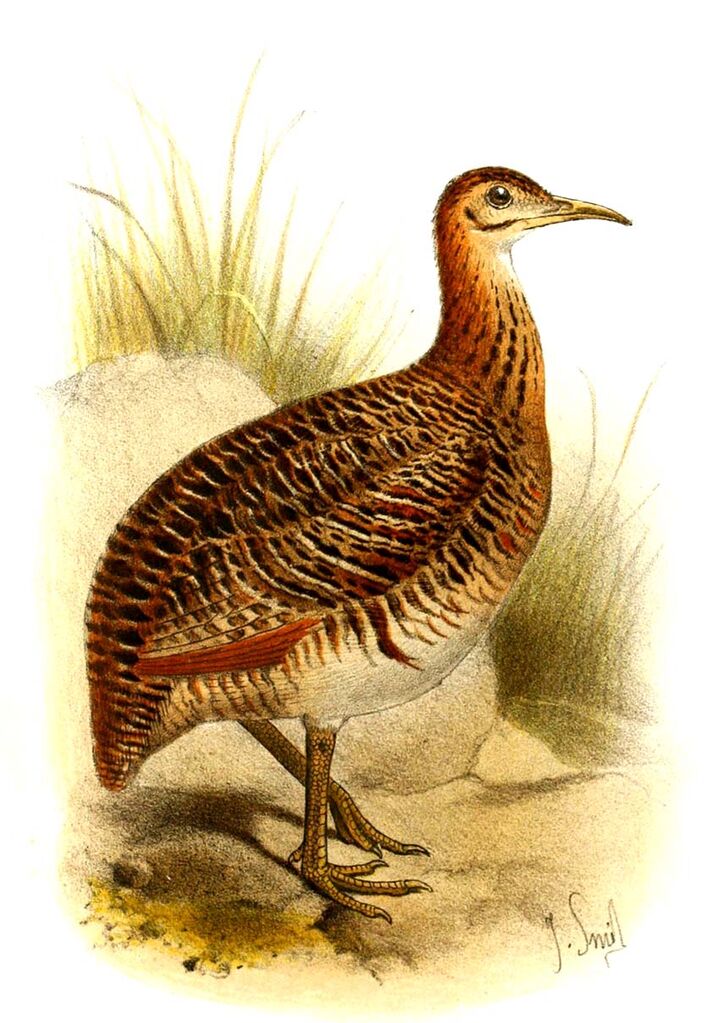 Huayco Tinamou