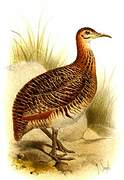 Huayco Tinamou