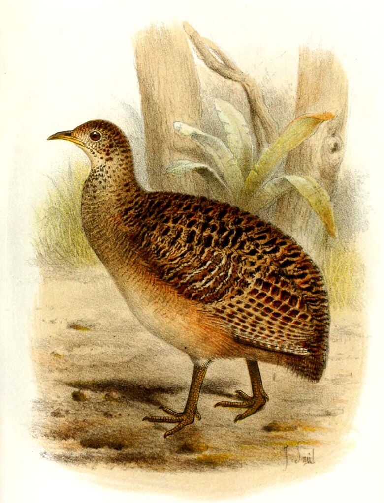 Ornate Tinamou