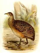 Ornate Tinamou