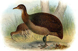 Solitary Tinamou