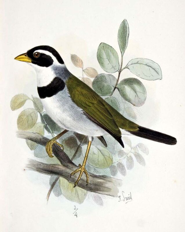 Saffron-billed Sparrow