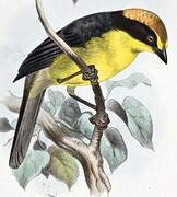 Bolivian Brushfinch