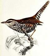 Banded Wren